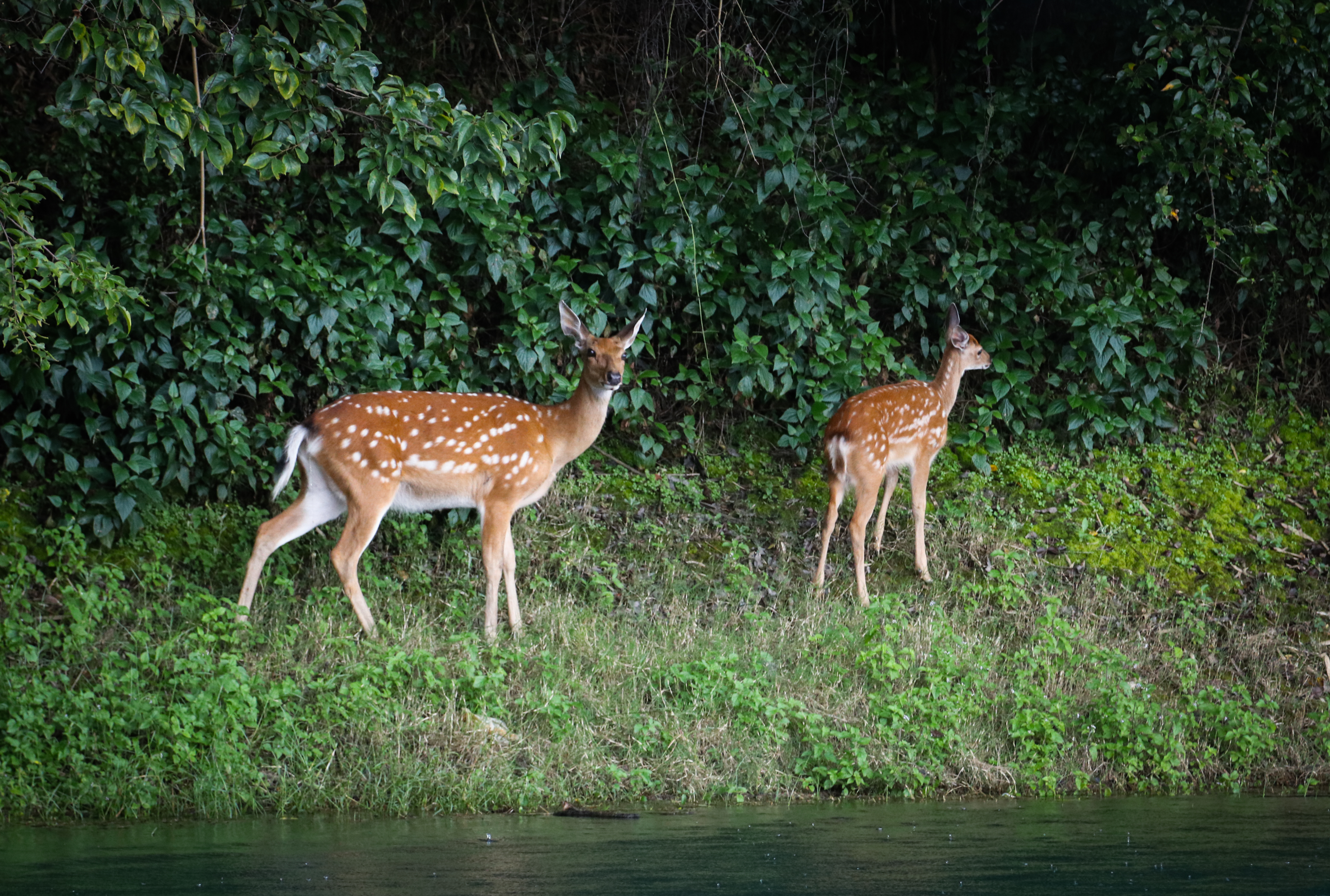 DEER